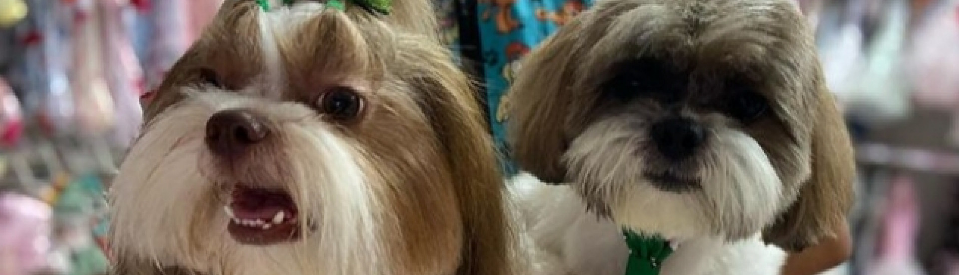 ASN Mato Grosso - Agência Sebrae de Notícias