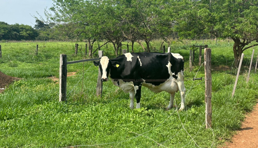ASN Mato Grosso - Agência Sebrae de Notícias