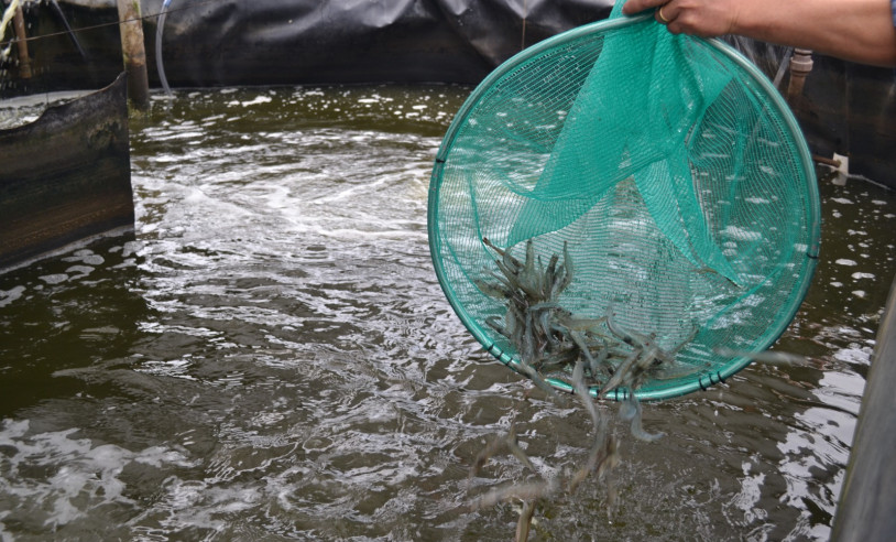 ASN Mato Grosso - Agência Sebrae de Notícias