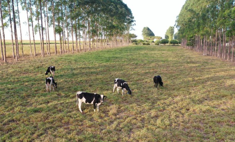 ASN Mato Grosso - Agência Sebrae de Notícias