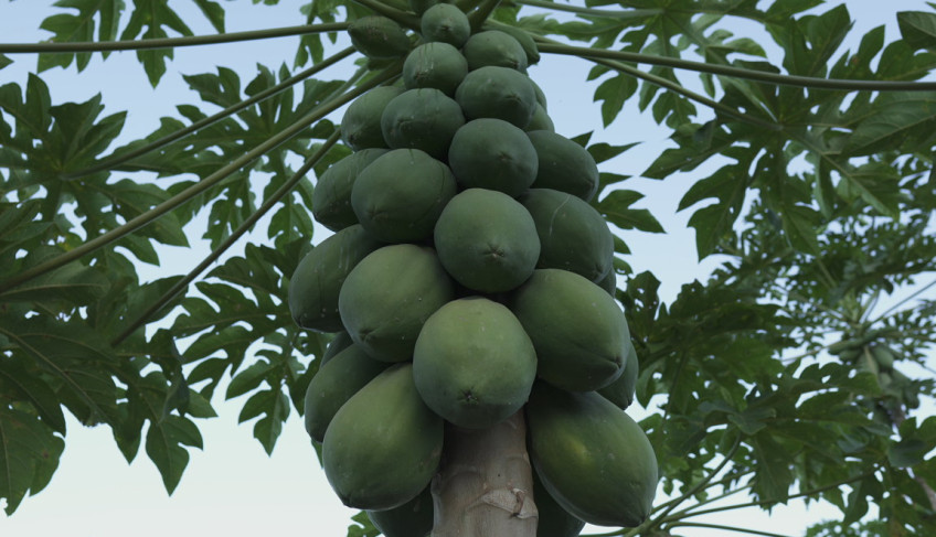 ASN Mato Grosso - Agência Sebrae de Notícias