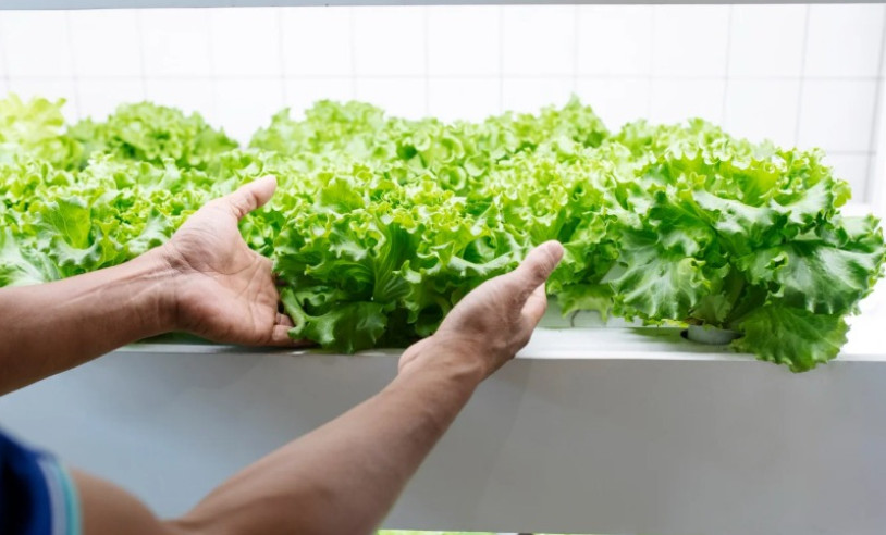 ASN Mato Grosso - Agência Sebrae de Notícias